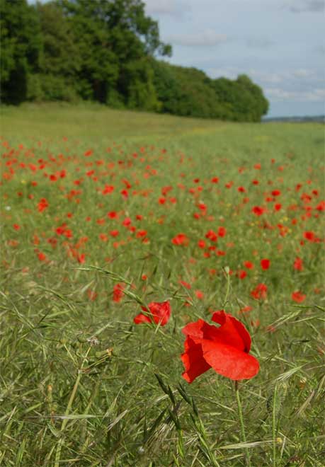 Poppies-at-Ranscombe-4-(c)-